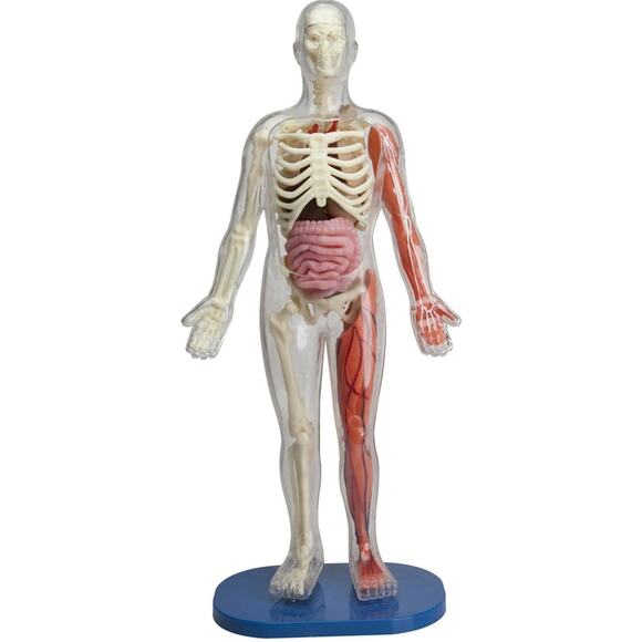 SMARTLAB Toys Squishy Human Body - 21 Removable Body Parts & Anatomy Book NEW - Picture 4 of 12